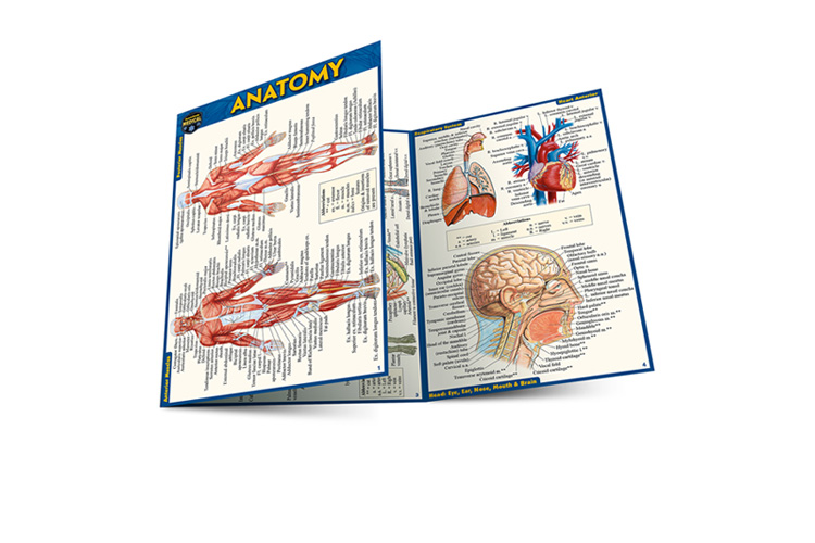 Microbiology: A Quickstudy Laminated 6-Page Reference Guide (Loose Leaf)