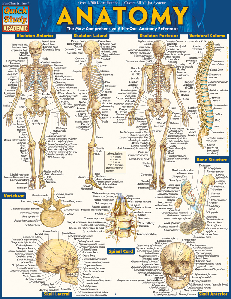 free-printable-human-anatomy-diagrams-free-printable-templates