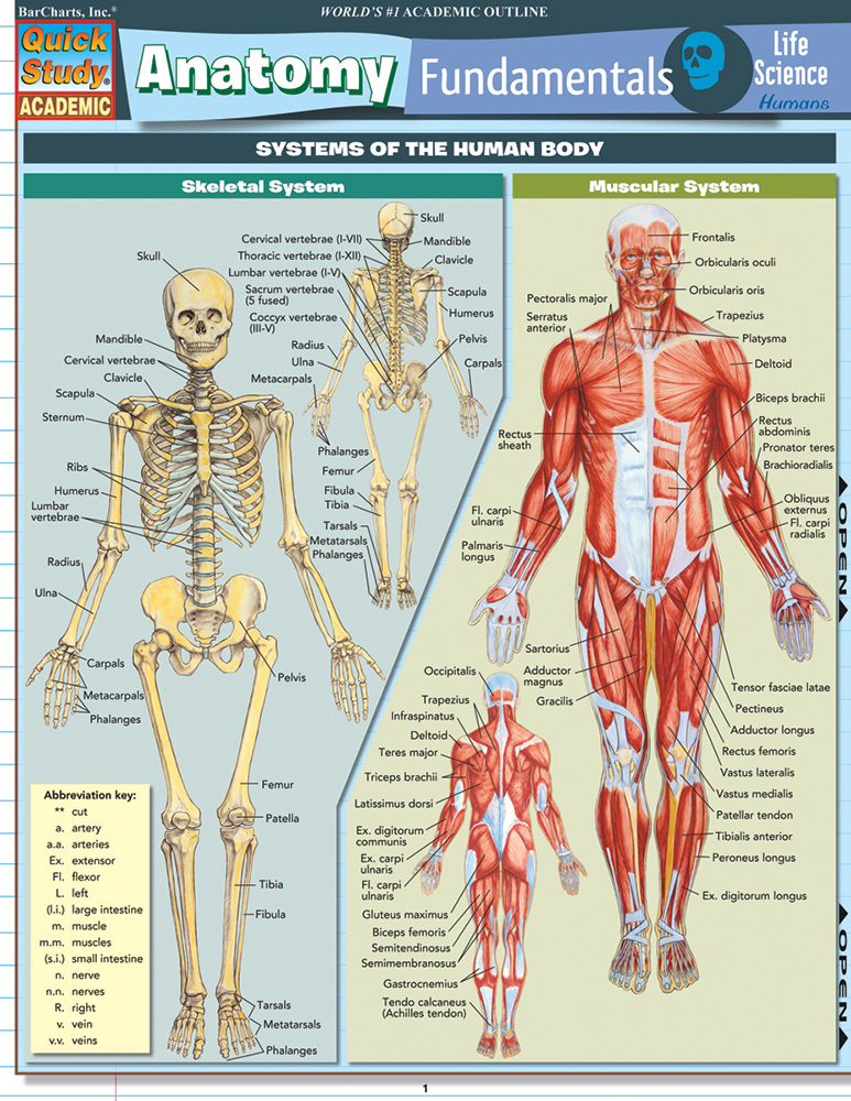 Anatomy-Fundamentals