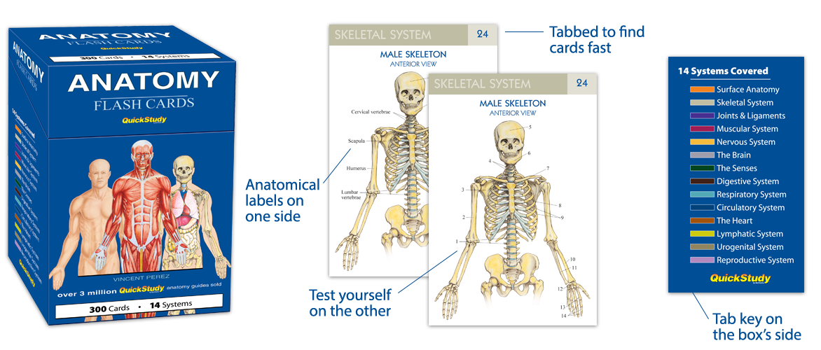 Anatomy & Vocabulary Flash Cards – QuickStudy