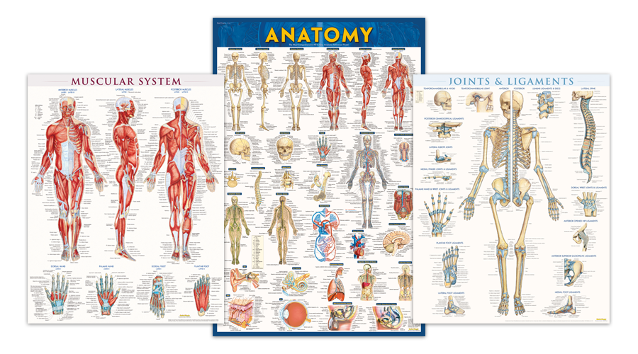 anatomy and physiology posters