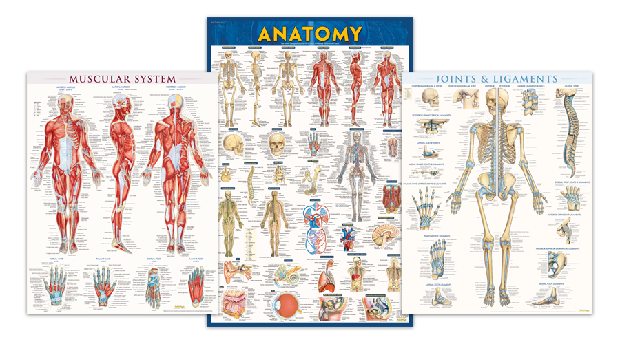 Anatomy And Physiology Charts Free