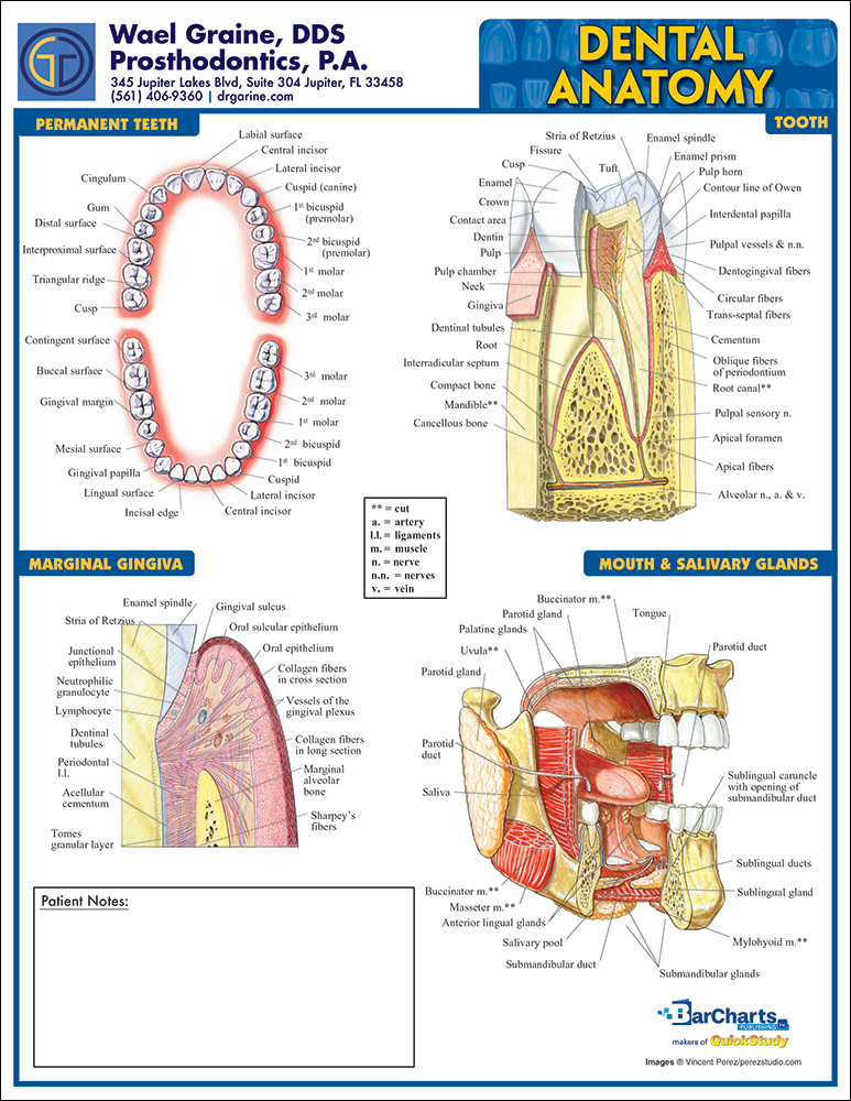 Dental Anatomy Doctor NotePad