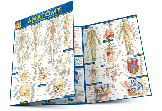 anatomy-open